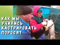 Кастрация. Как кастрировать поросят. Первый раз всегда страшно. У нас ураган. Вьетнамские поросята.