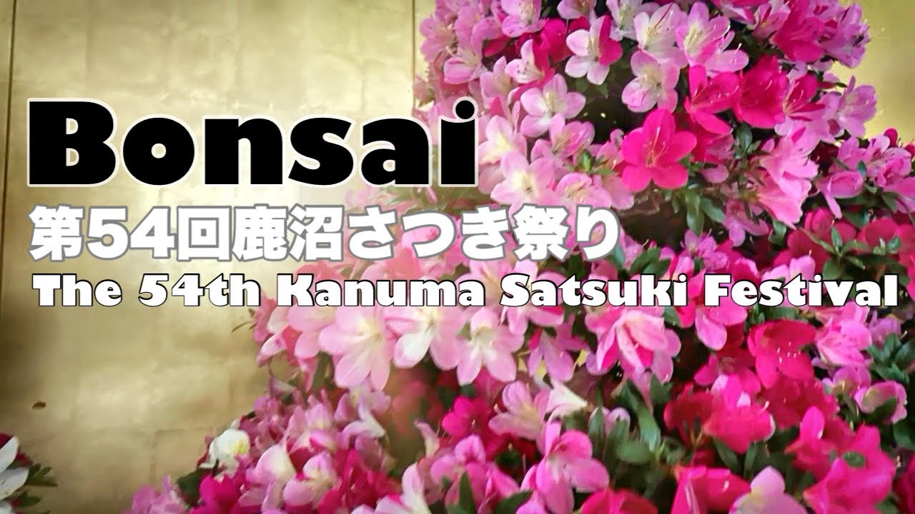 2025年5月27日　第54回鹿沼さつき祭り開催中　チャンネル登録👍よろしくお願いします♪🙇#さつき #bonsai #flowers#盆栽 #盆栽展