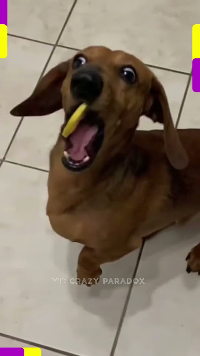 MEME ANJING DIKASIH LEMON #shortsviral #meme #anjinglucu