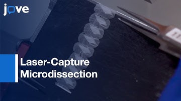 RNA-Sequencing-Spatial & Temporal Tissue-Specific Gene Expression Analysis l Protocol Preview