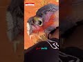 سحلية أسترالية تصادق رجل لأول مرة! 🦎 @streetartglobe