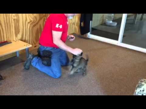 best protection dogs for first time owners Icon von Prufenpuden 7 weeks