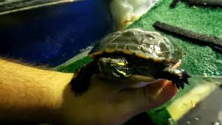 African Side Neck Turtle Flips Over From His Back | Self Righting Head