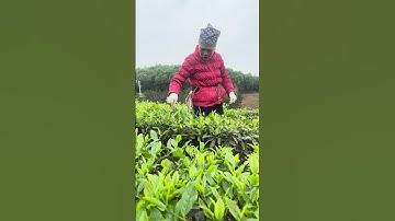 áo đỏ, đi hái trà, đẹp nhất bản. #chè thái nguyên #chè la bằng #chè sạch #chè tân cương thái nguyên