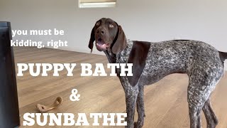 Puppy Takes A Bath And Then Sunbathe  6 Month German Shorthaired Pointer VLOG