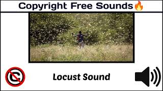Locust Soundpopular Animal Sounds Birds Sound Copyright Free Animal Sounds