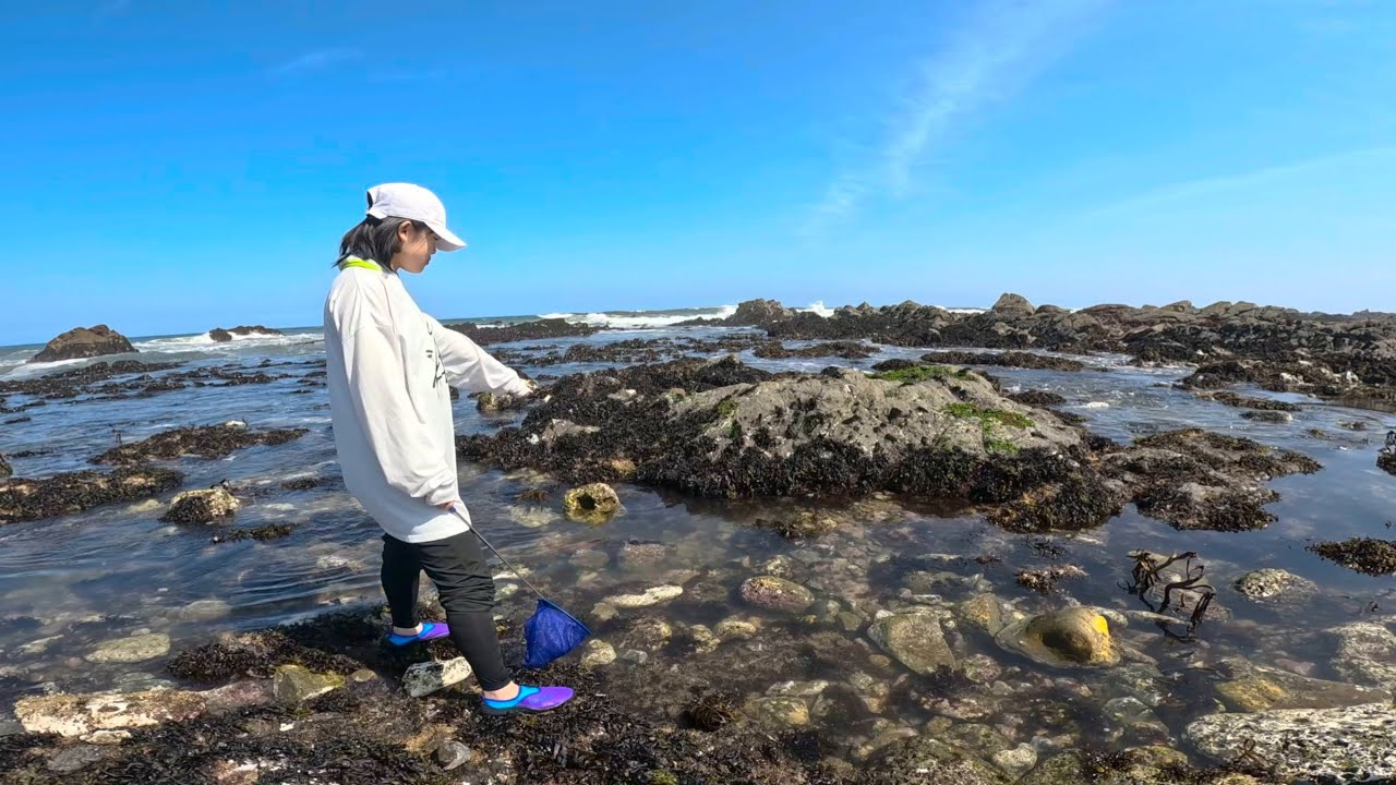 平磯 海水 浴場 磯 遊び