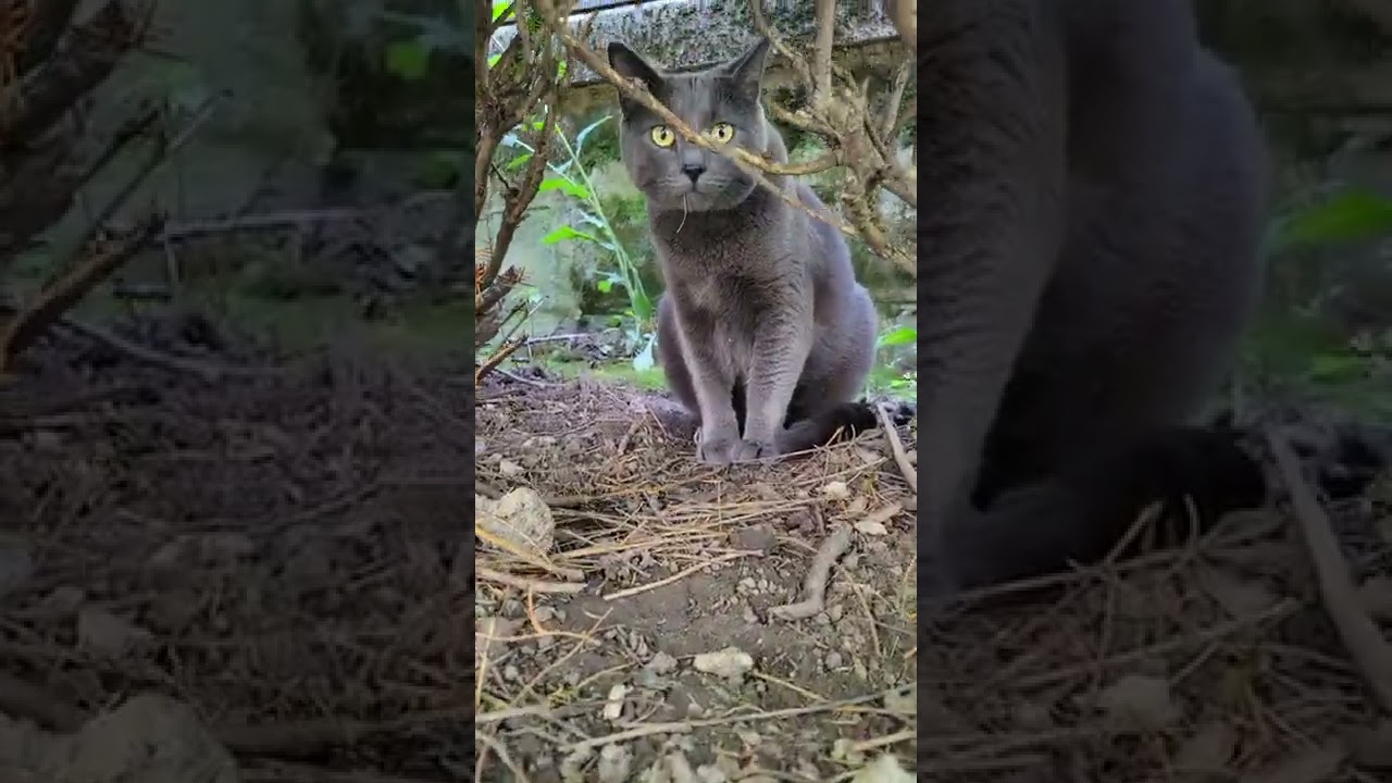 this cat is high on weed🤣🤣 