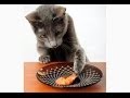 Funniest Cat Video April 2014
