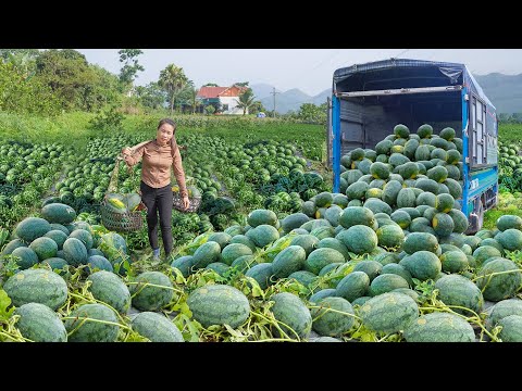 Use Truck To Harvest Lots Of Watermelon Goes To Village Market Sell _My Farm / Đào
