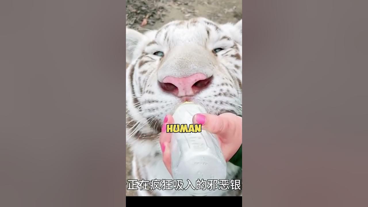 Discover the SHOCKING Truth About White Tigers in Just 5 Minutes YouTube