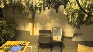 Site M - Harvest Update & Dry Process Explanation