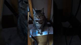 Download Lagu 深淵を知らぬ全ての人に送る「これが深淵だ」 #みーちゃん #ねこ MP3