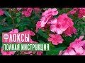 ФЛОКСЫ 🌺 Все секреты ухода за прекрасными цветами / Садовый гид