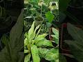 Top 5 indoor plants with low maintenance Part 2 #indoorplants #plants #gardening #nature #plantlover
