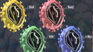 Stem Cells and Their Amazing Potential  2011 trailer