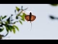 Flying Dragons Of The Jungle | Planet Earth II