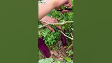 Công dụng của việc tỉa lá cà tím