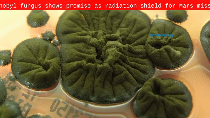 Chernobyl fungus shows promise as radiation shield for Mars missions - Byte News Daily