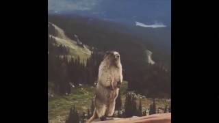 Marmot Shouts | Сурок Кричит