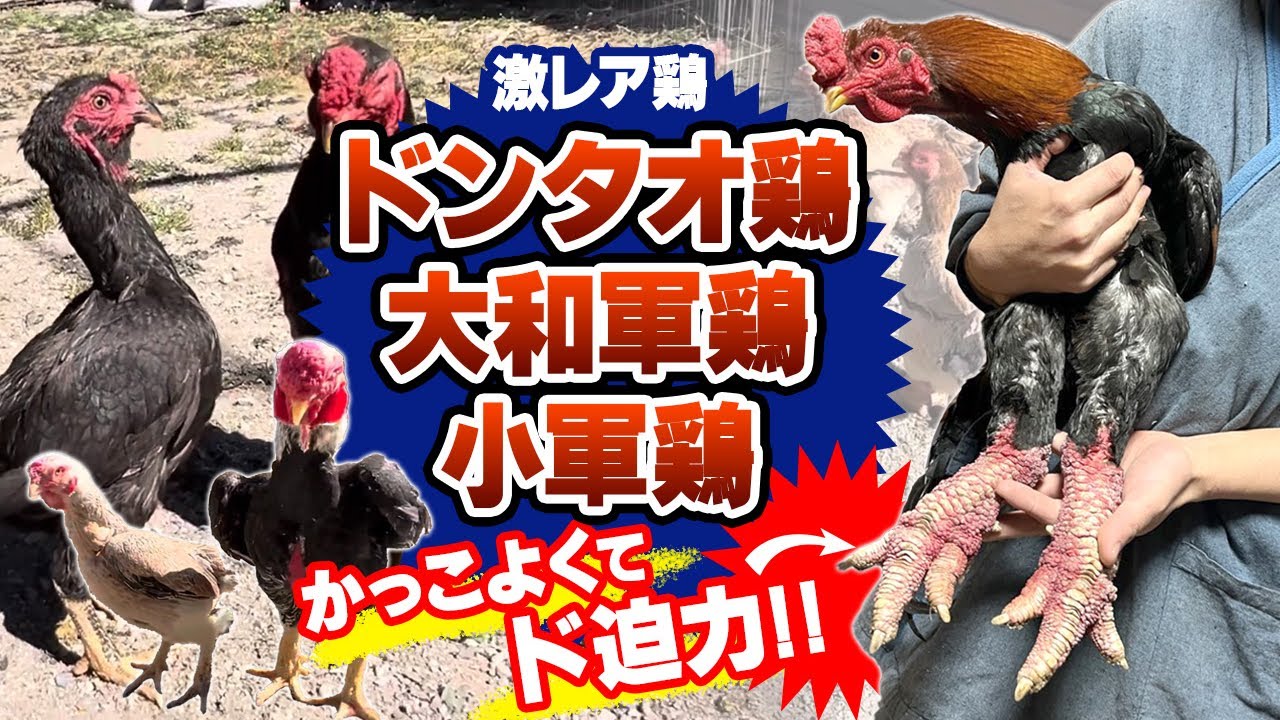 ドンタオ鶏・大和軍鶏・小軍鶏