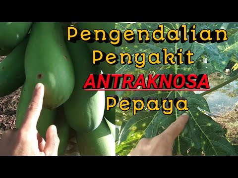 Video: Mengobati Pepaya Dengan Antraknosa – Cara Mengendalikan Antraknosa Pada Pohon Pepaya