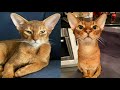 RED ABYSSINIAN CATS 2021 の動画、YouTube動画。