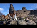 Maine Coon Cat: Exploring the Ruins of a 14th century Bishop&#39;s Castle