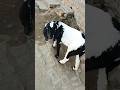 Bakri Ki Awaaz ☺ #shorts #shortvideo