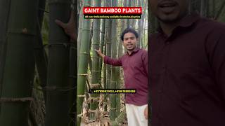 Bamboo plant nursery | Wholesale bamboo plant nursery | #bamboo #bambooplants #bambooplantation