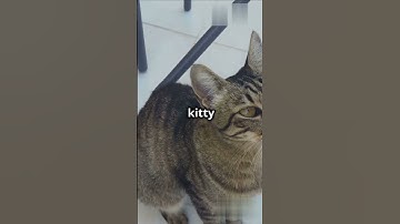 The Secret Language of Cats