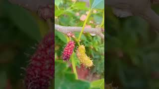 mulberry fruits in our tree//it's very delicious 😋//pls subscribe my channel 🙂