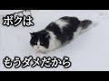 雪に埋まり命を諦め全く動かなかった野良猫。寒さに凍え意識が薄まる中、一人の女性が駆け寄ってくることに野良猫は気づく。【猫にまつわる感動話】 #子猫 #感動 #家族 #animals #cat