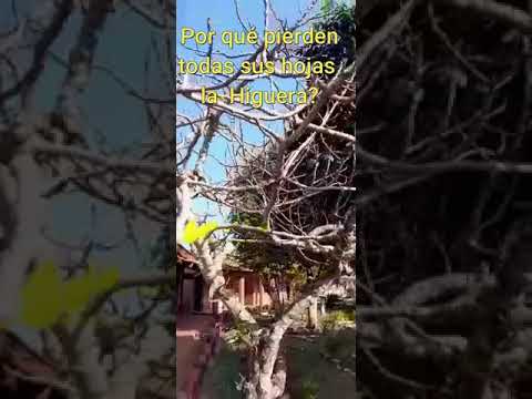 Vídeo: És un arbre caducifoli?