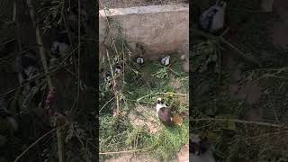 cute little veby #shortsfeed #trending #rabbit Switch off#rabbit #shorts #vairalvideo #cute #fhani