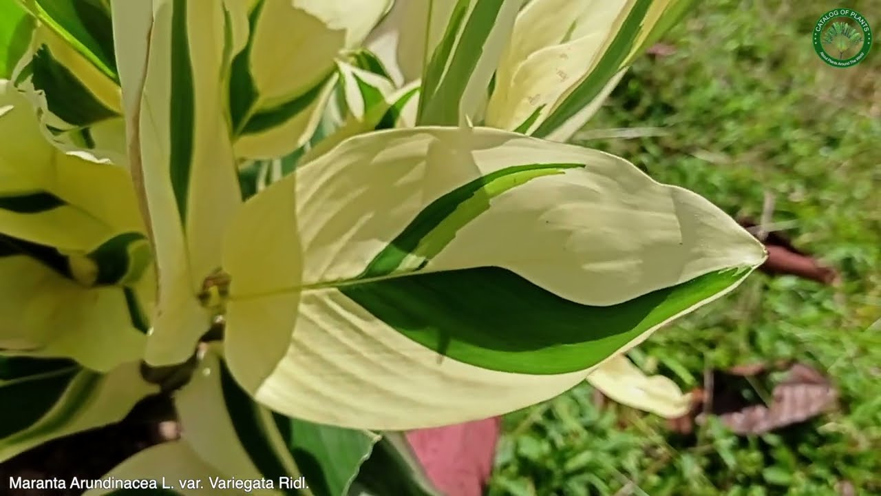 Maranta Arundinacea Variegata