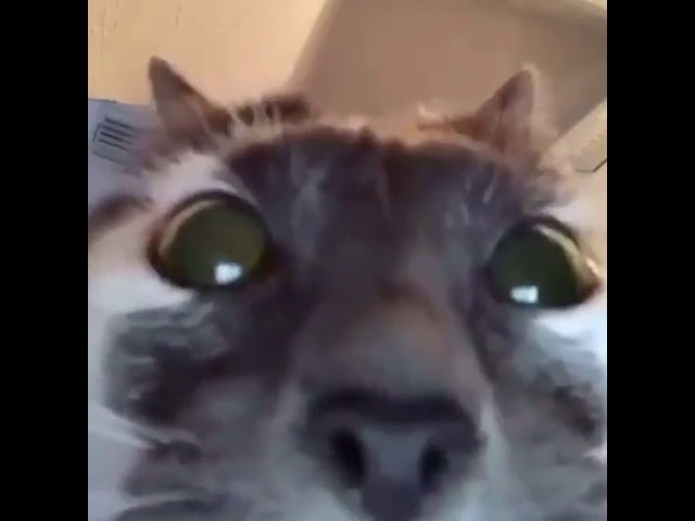 photo Facetime Cat Video Call Meme snapchat facetime cat meme youtube.