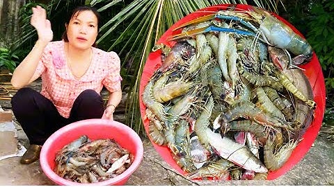 Hôm nay đi chài trúng mánh tôm sú tôm càng u nhiều quá cuộc sống mưu sinh “ Hoàng Lê Vlog “