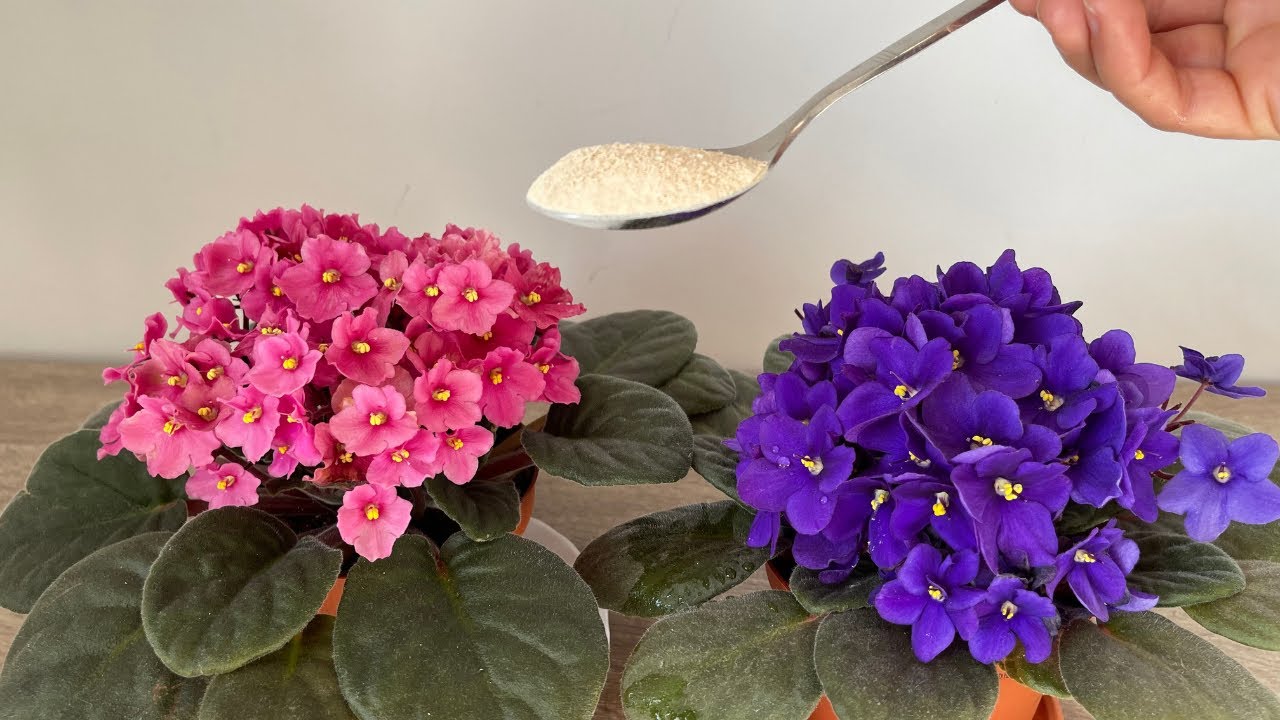 Menekşelerin Bol Çiçek Açması İçin Bunu Yapın/Menekşeye Çiçek Açtıran Bakım  - YouTube
