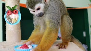 Tasty Spring Raspberry Parfait For Ollie The Monkey #monkey #animals