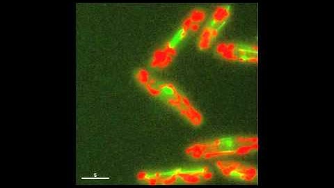 Green and red fluorescent proteins illuminate the mechanics of cell division