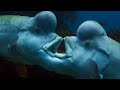 The Sex-Shifting Fish | Blue Planet II | BBC Earth