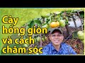 Cây hồng giòn Fuyu và cách chăm sóc.