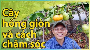 Cây hồng giòn Fuyu và cách chăm sóc.