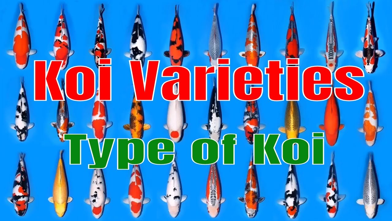 Koi Varieties List - Type of Koi - YouTube