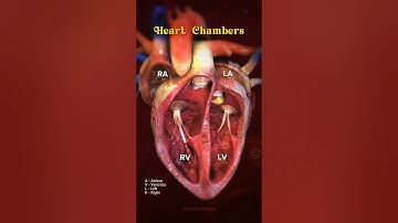 Heart Chambers #heart #heartanatomy #anatomy #cardiology #animation #shorts