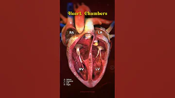 Heart Chambers Heart Heartanatomy Anatomy Cardiology Animation Shorts 