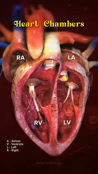 Heart Chambers #heart #heartanatomy #anatomy #cardiology #animation #shorts