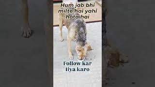 street dog #dogfeeding #streetdog