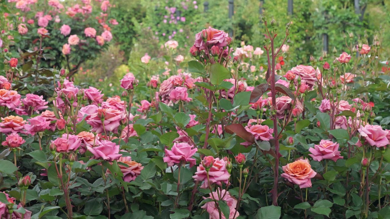 横浜イングリッシュガーデン　2025.05.05　バラが咲きました　神奈川県横浜市　めざせ楽々お花見学